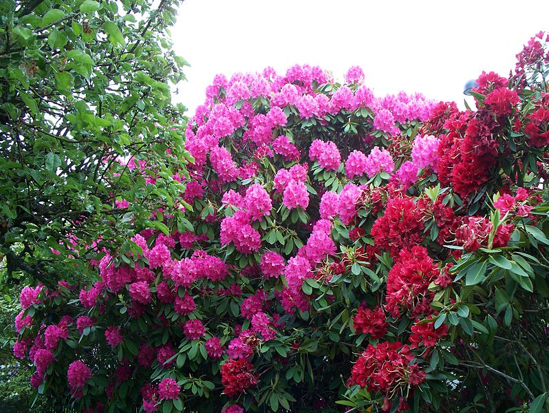 798px-Garden_with_Rhododendrons